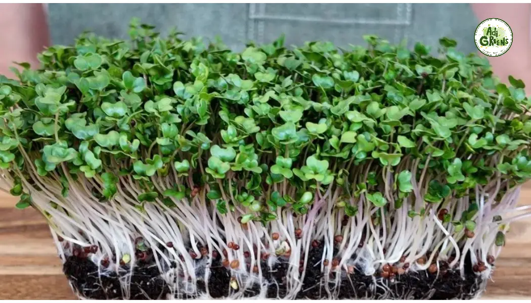 Broccoli Microgreens