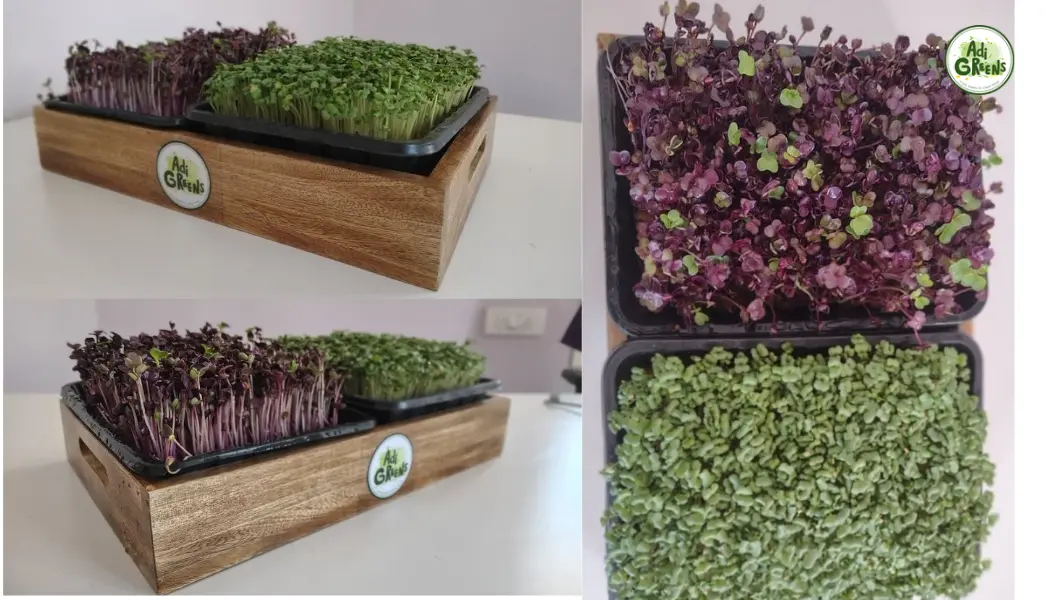 Live Microgreens Kit