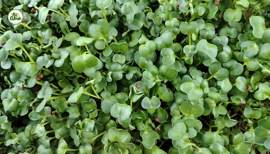 Radish Microgreens