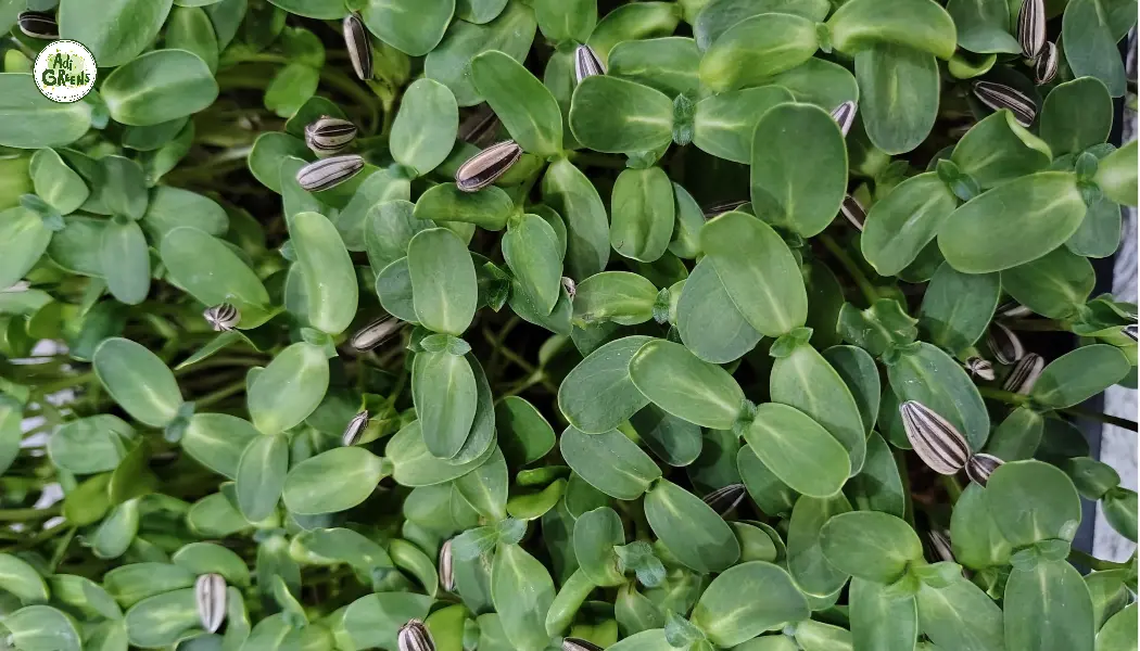 Sunflower Microgreens
